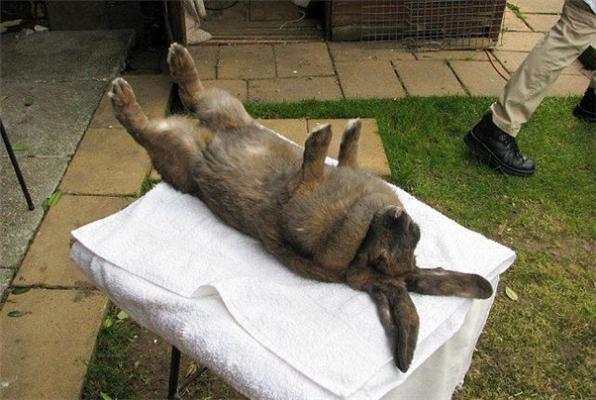 Эти смешные животные