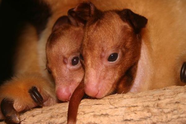 Эти смешные животные