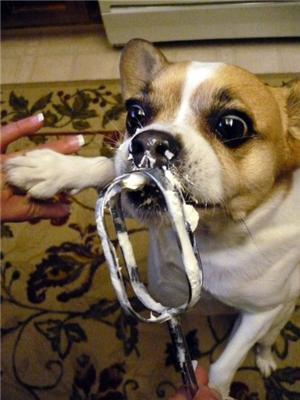 Эти смешные животные