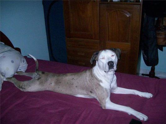 Эти смешные животные