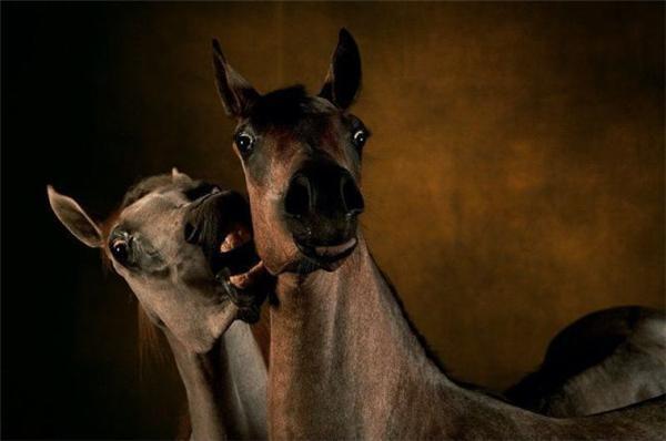 Эти смешные животные