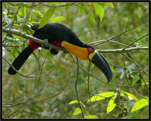 Эти смешные животные