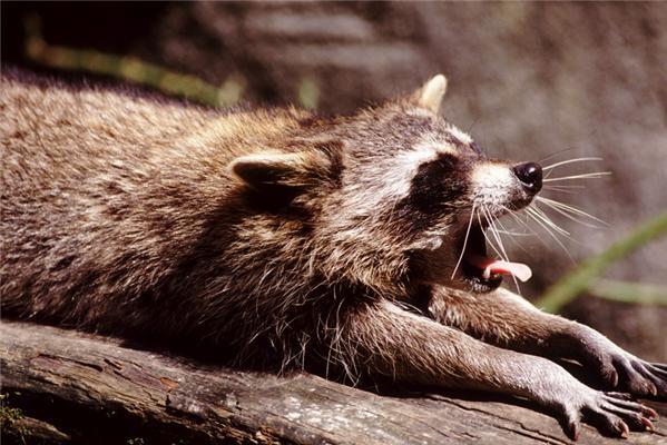 Один день из жизни енота