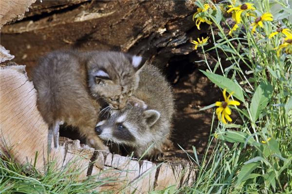 Один день из жизни енота