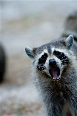 Один день из жизни енота