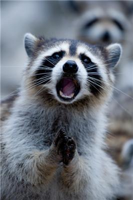 Один день из жизни енота