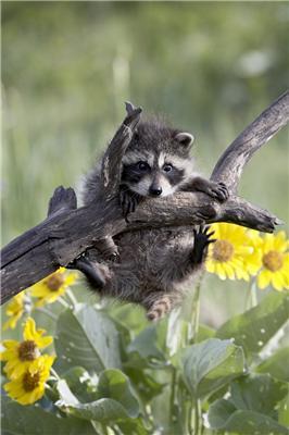 Один день из жизни енота