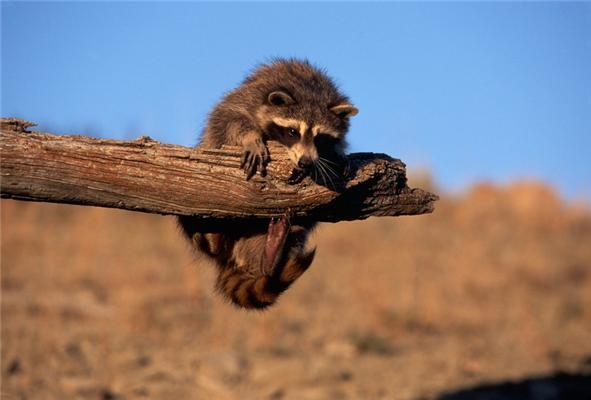 Один день из жизни енота