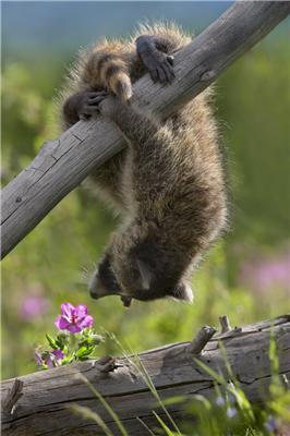 Один день из жизни енота