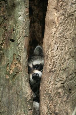 Один день из жизни енота