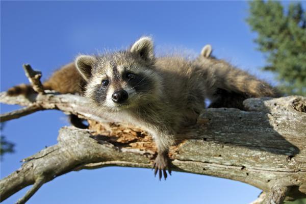 Один день из жизни енота