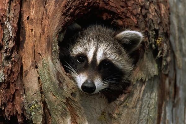 Один день из жизни енота