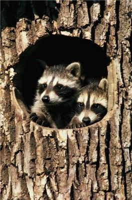 Один день из жизни енота