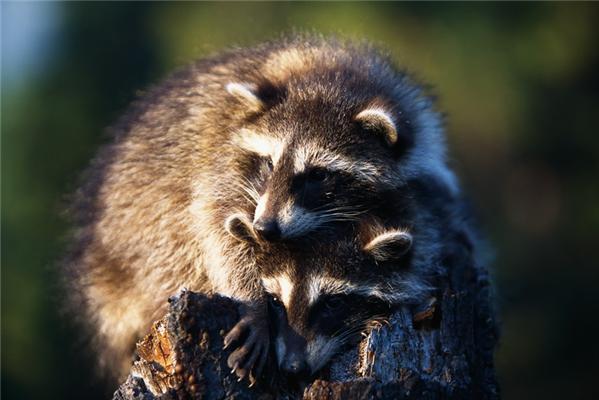 Один день из жизни енота