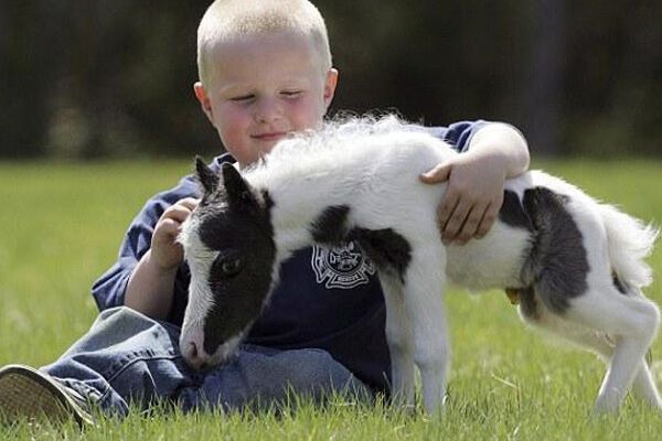 Родился самый маленький конь в мире. ФОТО