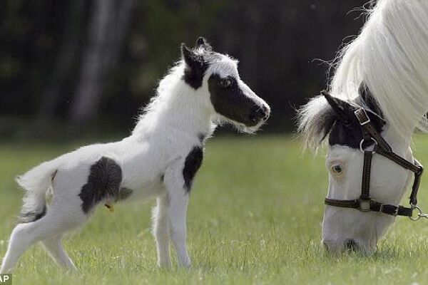 Родился самый маленький конь в мире. ФОТО