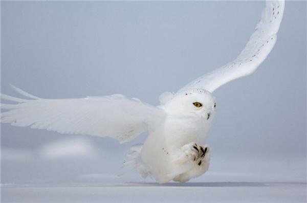 Легендарні фотографії National Geographic