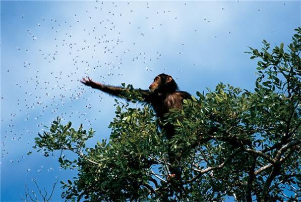Легендарні фотографії National Geographic
