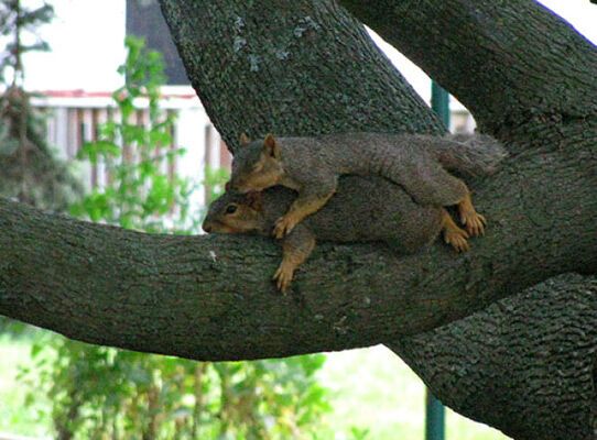 Найледачіші білки в світі