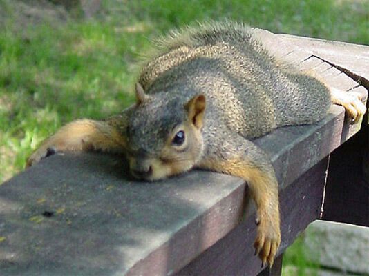 Найледачіші білки в світі