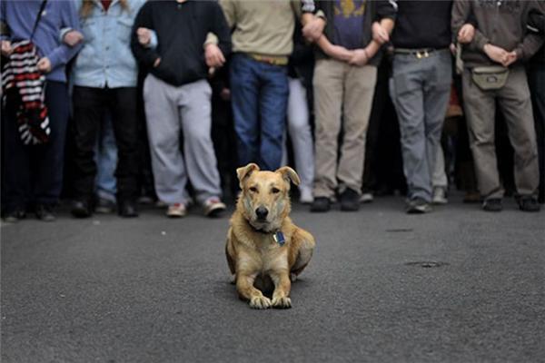 Собака Сосиска на акциях протестов в Афинах