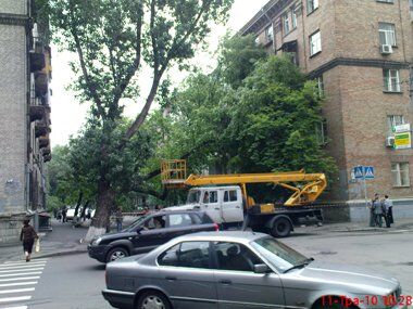 Огромное дерево рухнуло на жилой дом. ФОТО