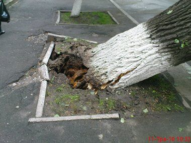 Огромное дерево рухнуло на жилой дом. ФОТО