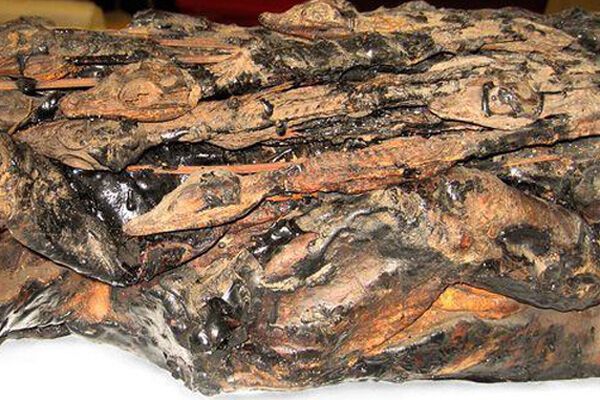 Археологи нашли 3-тысячелетние мумии крокодилов. ФОТО