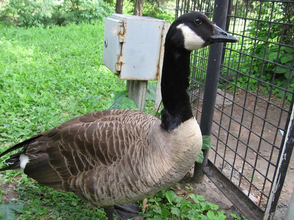 Опустевший зоопарк навеял грусть на посетителей. ФОТО