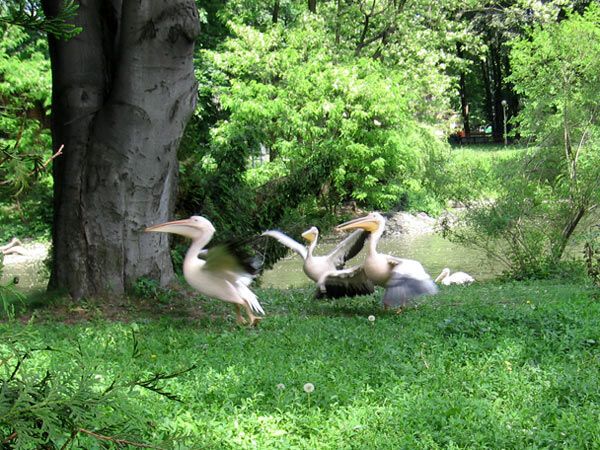 Опустевший зоопарк навеял грусть на посетителей. ФОТО