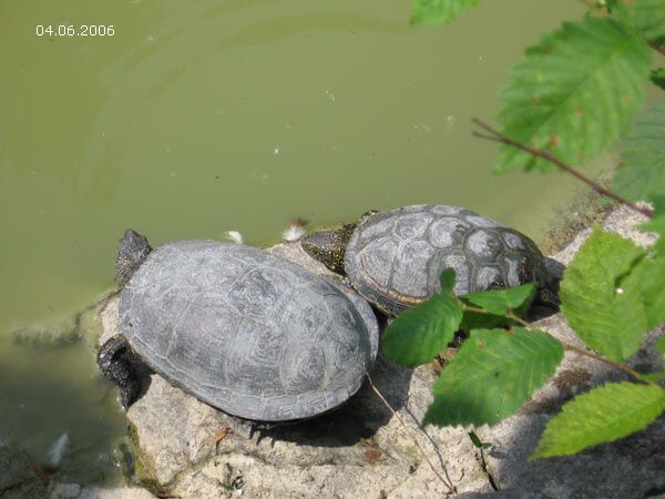 Опустевший зоопарк навеял грусть на посетителей. ФОТО
