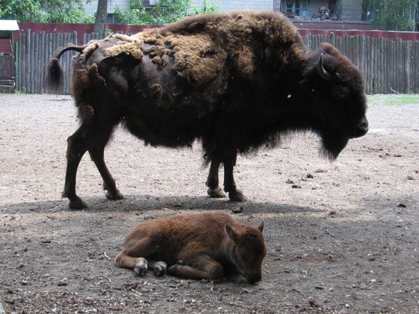 Опустевший зоопарк навеял грусть на посетителей. ФОТО