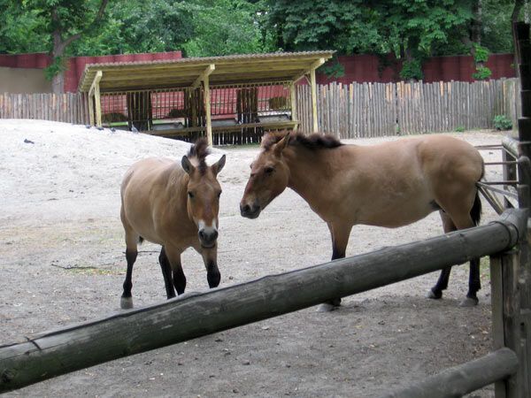 Опустевший зоопарк навеял грусть на посетителей. ФОТО