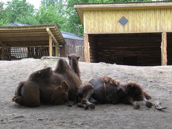 Опустевший зоопарк навеял грусть на посетителей. ФОТО