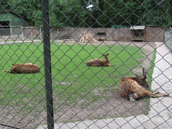 Опустевший зоопарк навеял грусть на посетителей. ФОТО