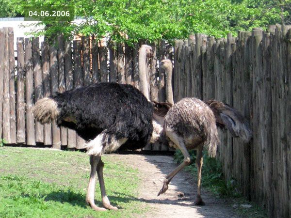 Опустевший зоопарк навеял грусть на посетителей. ФОТО