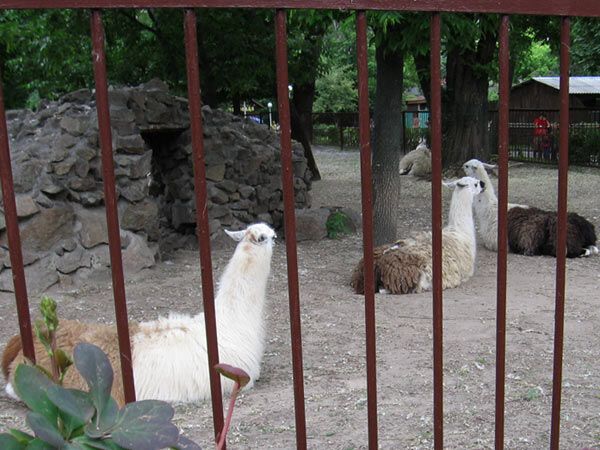 Опустевший зоопарк навеял грусть на посетителей. ФОТО