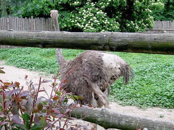 Опустевший зоопарк навеял грусть на посетителей. ФОТО