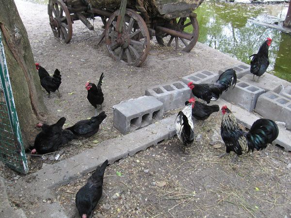 Опустевший зоопарк навеял грусть на посетителей. ФОТО