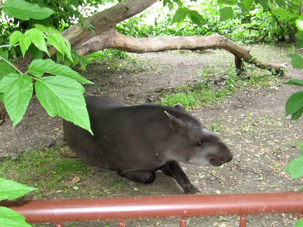 Опустевший зоопарк навеял грусть на посетителей. ФОТО