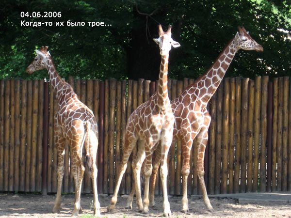 Опустевший зоопарк навеял грусть на посетителей. ФОТО