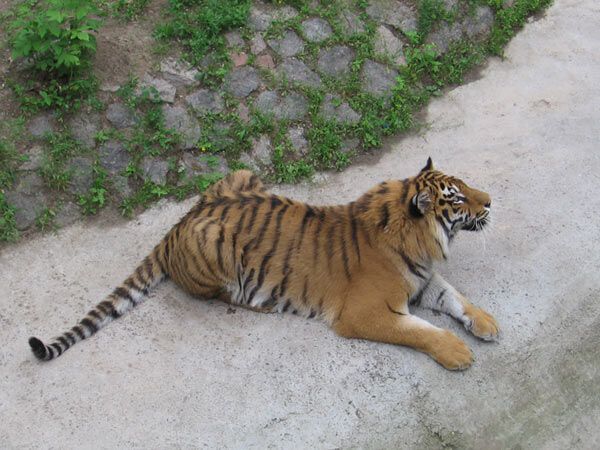 Опустевший зоопарк навеял грусть на посетителей. ФОТО