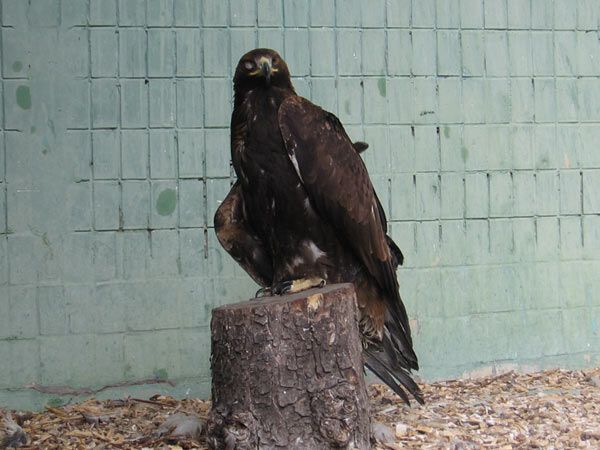 Опустевший зоопарк навеял грусть на посетителей. ФОТО