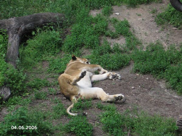 Опустевший зоопарк навеял грусть на посетителей. ФОТО