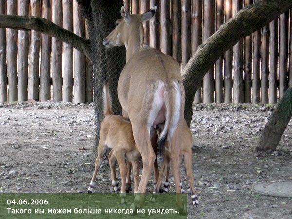 Опустевший зоопарк навеял грусть на посетителей. ФОТО