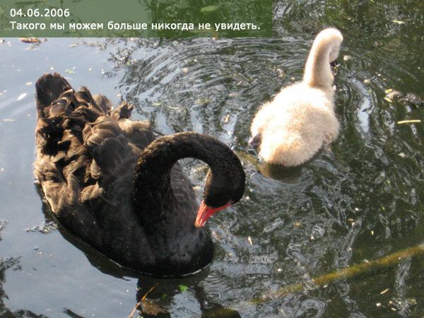 Опустевший зоопарк навеял грусть на посетителей. ФОТО