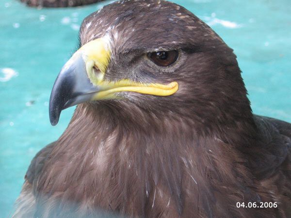 Опустевший зоопарк навеял грусть на посетителей. ФОТО