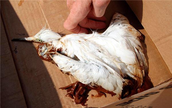 Утечка нефти на дне Мексиканского залива продолжается