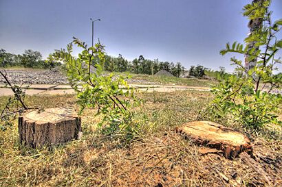 Возле метро "Дарница" уничтожен сквер