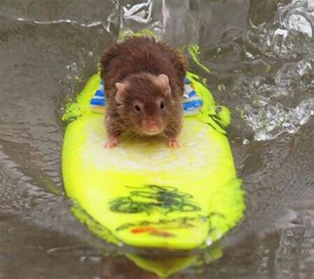Серфер учит мышей кататься по волнам на доске. ФОТО. ВИДЕО